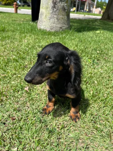 Filhote de dachshund - 3 meses