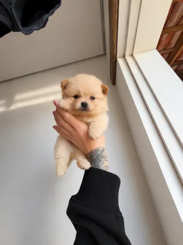 Spitz alemão- Lulu da Pomerania