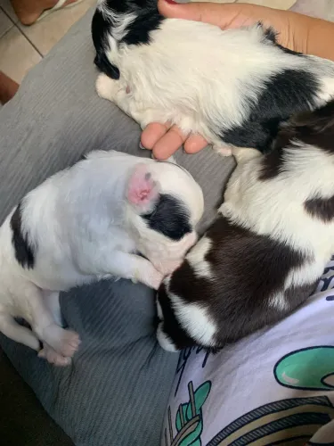 Vendo shihtzu 
