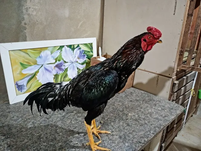 Galo índio 