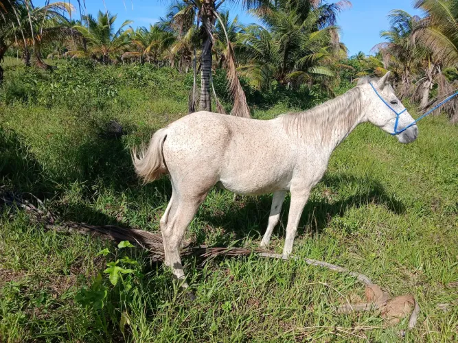 Vendo cavalo