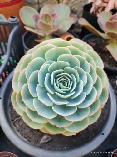Corte de Echeveria Glauca verdadeira 