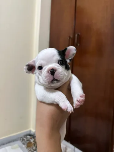 Filhotes de Buldogue francês 