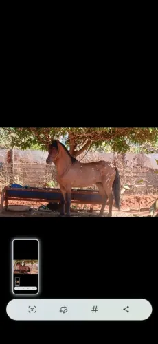 Cavalo ? mm6 anos