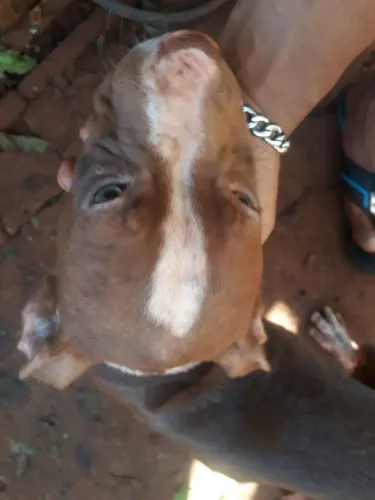 Pitbull pitmonster + rednose filhotes 1 macho 2 fêmeas