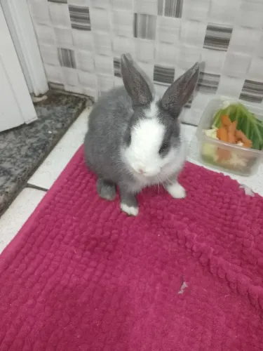 Netherland Dwarf, MINI COELHO HOLANDÊS.