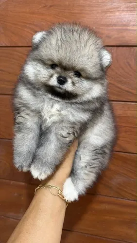 Filhote de Lulu da Pomerânia Fêmea