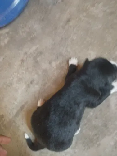 Filhotes de cachorro 