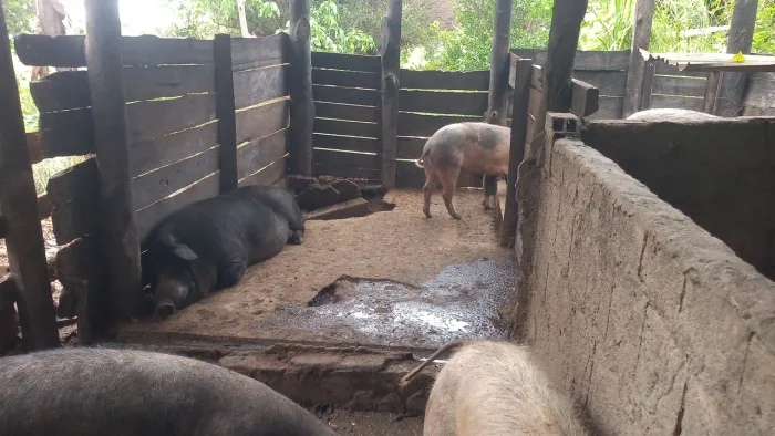 Vendo porcos caipiras vivos e abatidos