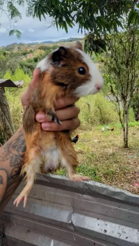 Porquinho da Índia