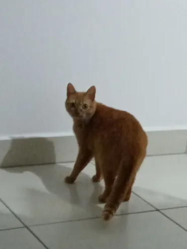 Gata femea castrada