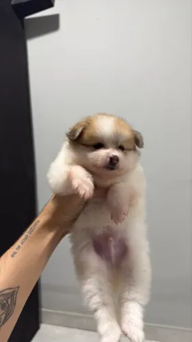 Spitz Alemão Anão (Lulu da Pomerania)