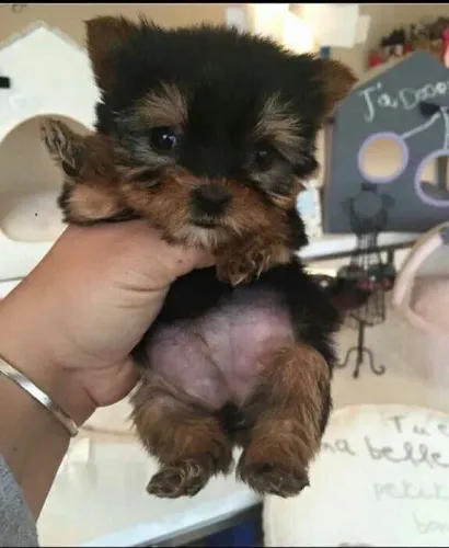 Yorkshire Terrier - Amor Constante 