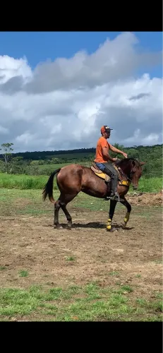 Égua de vaquejada quarto de milha qm 