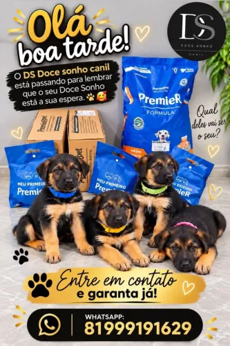Filhote Pastor Alemão Capa Preta Canil