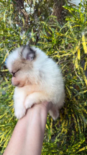Lulu da Pomerânia