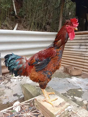Galinha