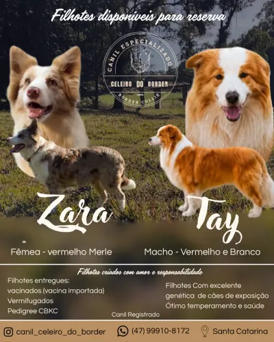 Border collie Pedigree CBKC 