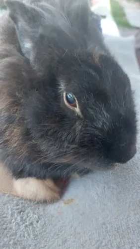 Coelha Mini Lion Head Preta Adulta Disponível para um lar Amoroso