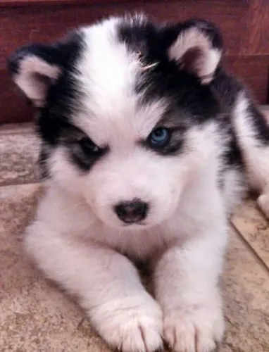 Husky siberiano filhote lindo