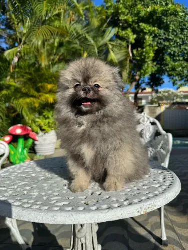 Filhote de Spitz alemão (Lulu da pomerânea)