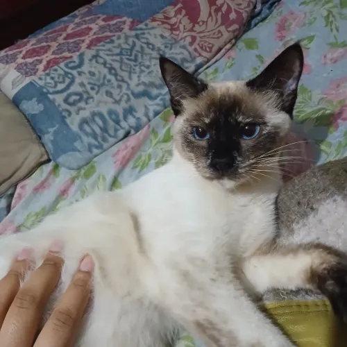 Doação de filhote de gato siamês 