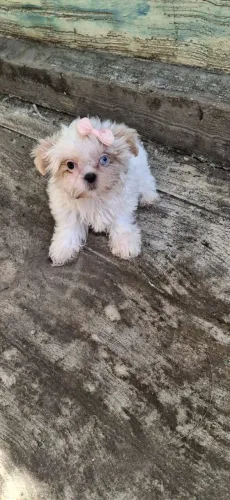 Shitzu