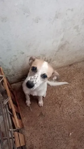 Doação de cachorrinha