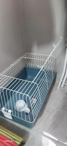 Casinha porquinho da índia.