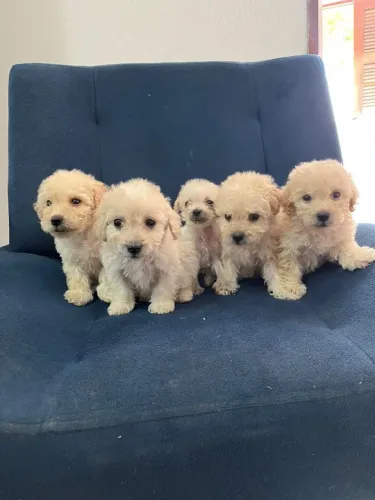 Lindos poodle toy 