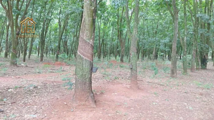 Sítio à venda, 177000 m² por R$ 2.450.000,00 - Zona Rural - Jaci/SP