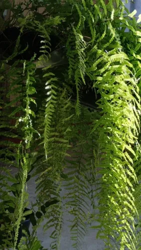 Sambabaia entre outras plantas