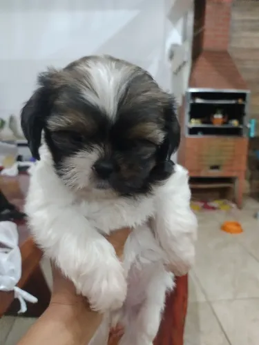 Vendo filhotes de Shitzu