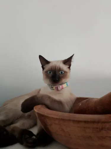 Doa se um linda gatinha ?