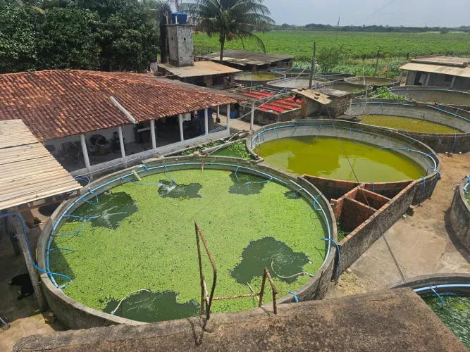 Chácara, sítio tilapia