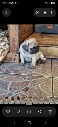 Filhotes pug