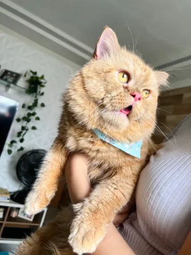 Gato procura namorada Persa
