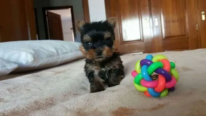 Yorkshire Terrier com Garantia de Saúde e Pedigree Verificado