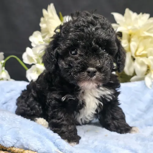 Poodle Toy Macho | Seu melhor investimento 