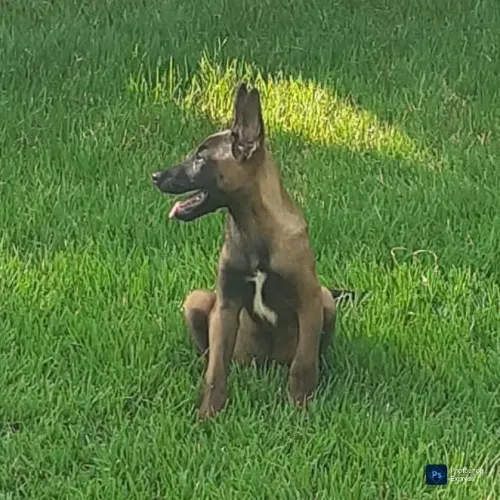 Filhotes de Pastor Belga Malinois