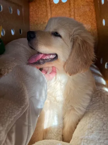 Filhotes de Golden Retriever | Olhar cheio de amor.