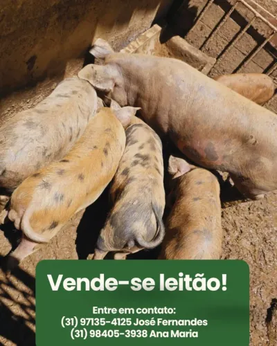 Vende leitão