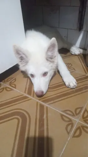 Cachorro Pastor Suíço Albino