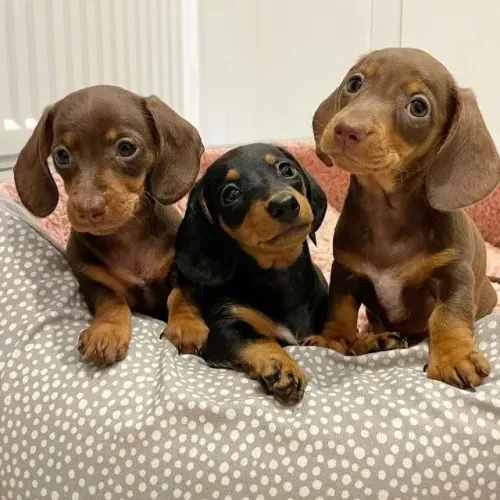 Dachshund carinhoso para alegrar seus dias
