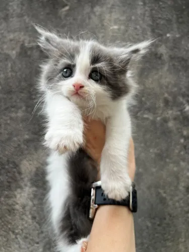 Filhote Gato Maine coon