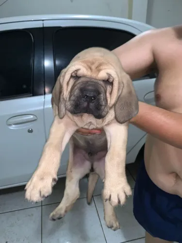 Filhote de Fila Brasileiro