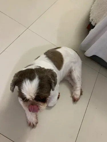 Cachorro