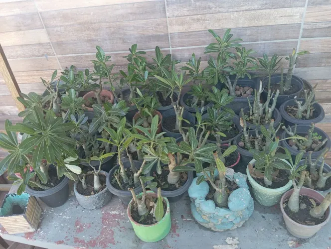 Plantas