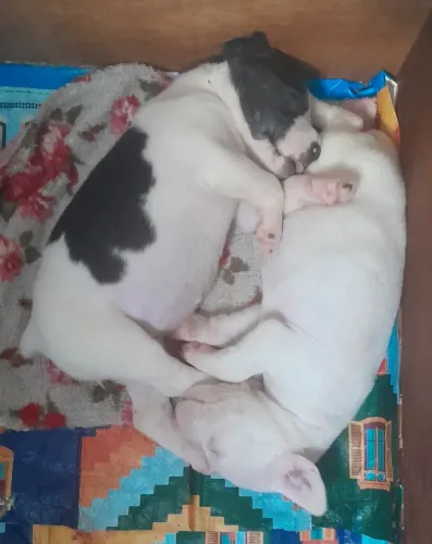 Cachorro doação. Um macho e uma fêmea. Nascido 05/05/2026