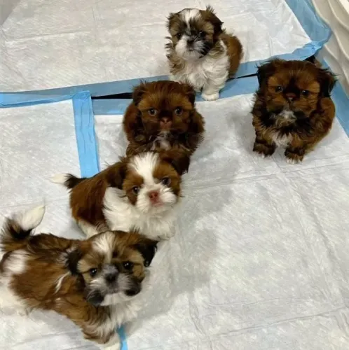 Filhotes de Shih Tzu | Filhotes cheios de amor para compartilhar!